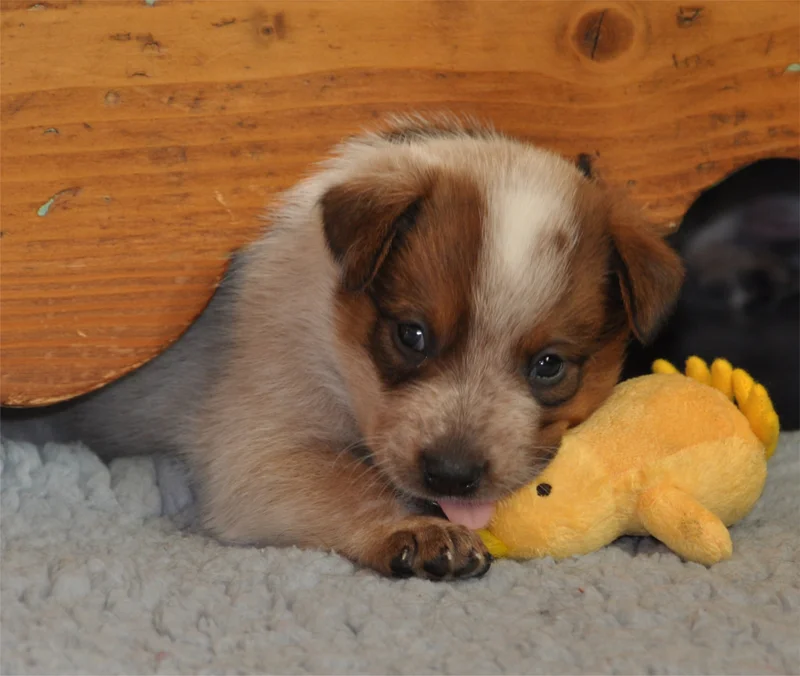 Australian Cattle Dog photo thumbnail 5