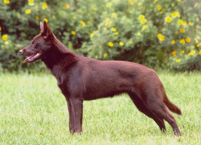 Australian Kelpie, a 84% match to Dingo