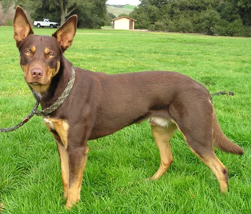 Australian Kelpie side profile view
