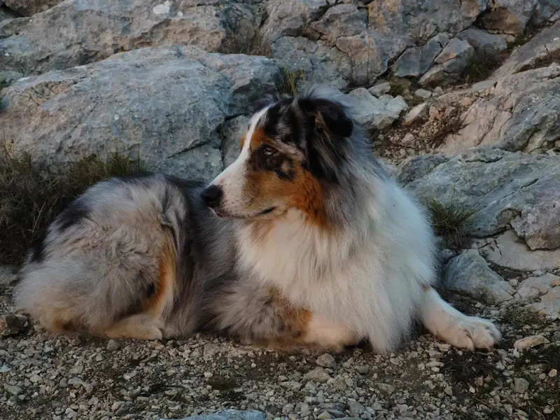 Australian Shepherd full body photo