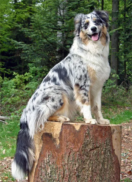 Australian Shepherd thumbnail 7