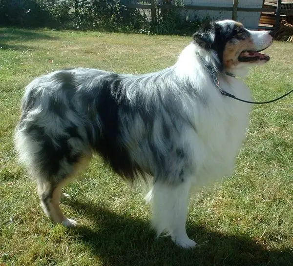 Australian Shepherd thumbnail 5