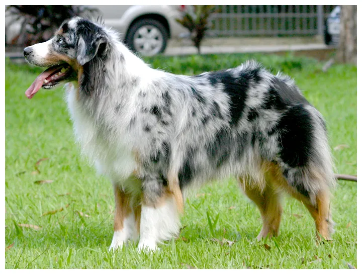 Australian Shepherd - Image 4
