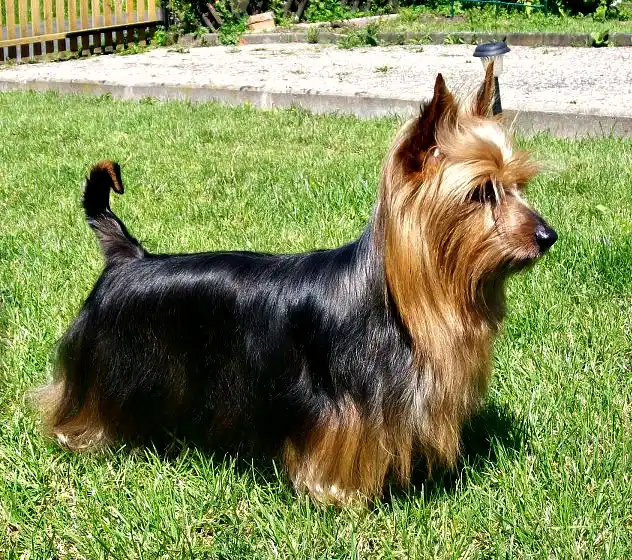 Australian Silky Terrier thumbnail 2