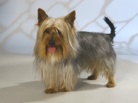 Australian Silky Terrier side profile view