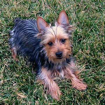 Australian Silky Terrier photo thumbnail 3