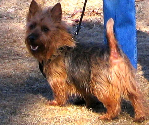 Australian Terrier - Terrier breed known for being Affectionate and Alert