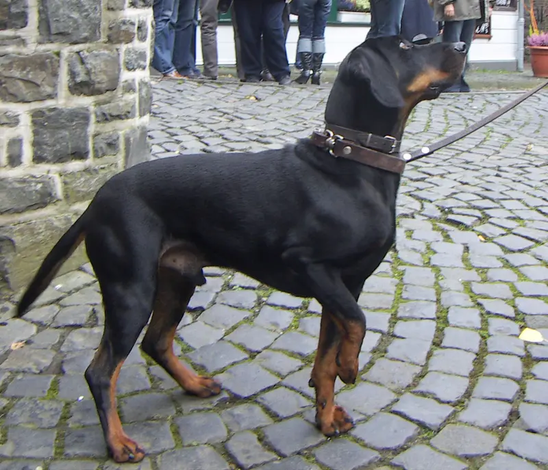 Austrian Black and Tan Hound thumbnail 1
