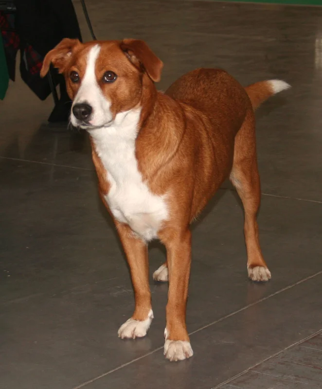 Austrian Pinscher - Image 3