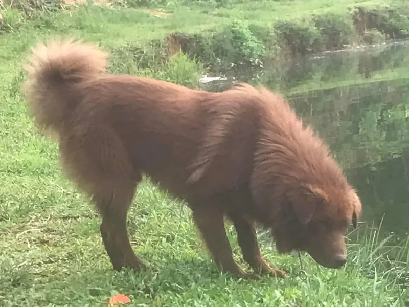 Bac Ha - Working breed known for being Affectionate and Alert