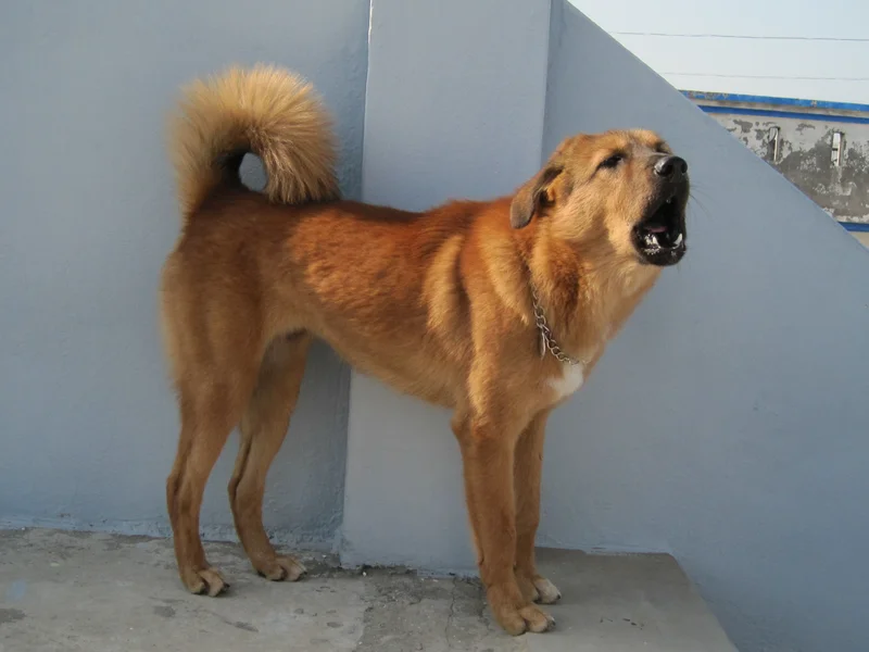 Bakharwal Dog thumbnail 2