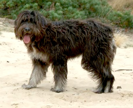 Barbado da Terceira - Dog breed similar to Rafeiro do Alentejo