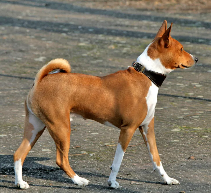 Basenji - The Basenji is a medium-small, barkless dog known for its playful nature and unique vocalizations. Originating from the Congo, they are intelligent and require regular exercise.