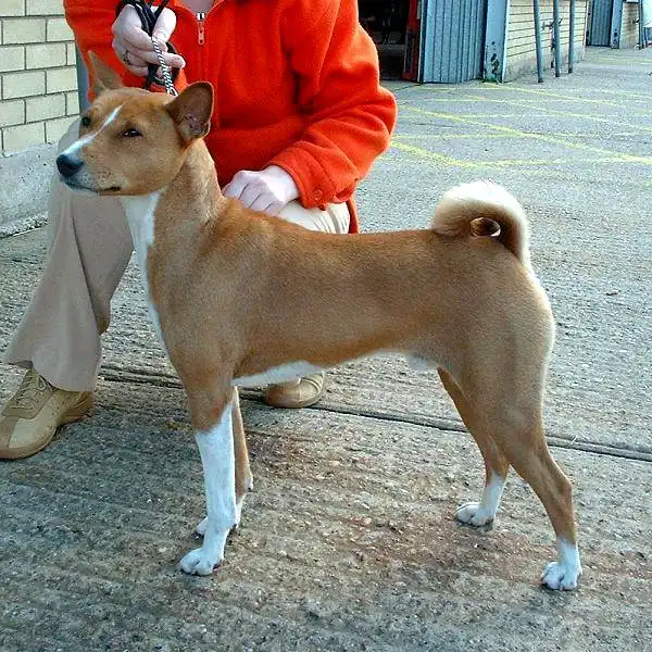 Basenji photo thumbnail 2