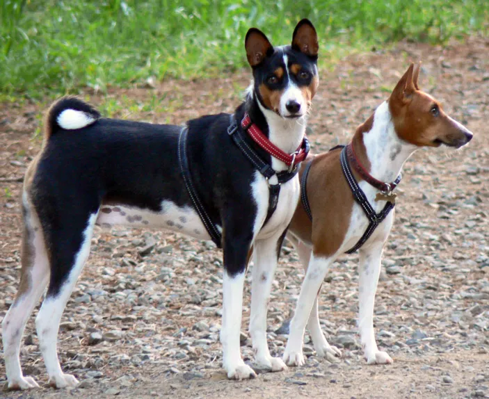 Basenji photo thumbnail 3