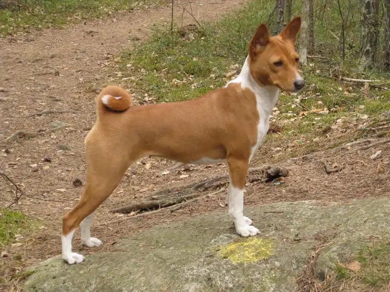 Basenji photo thumbnail 4