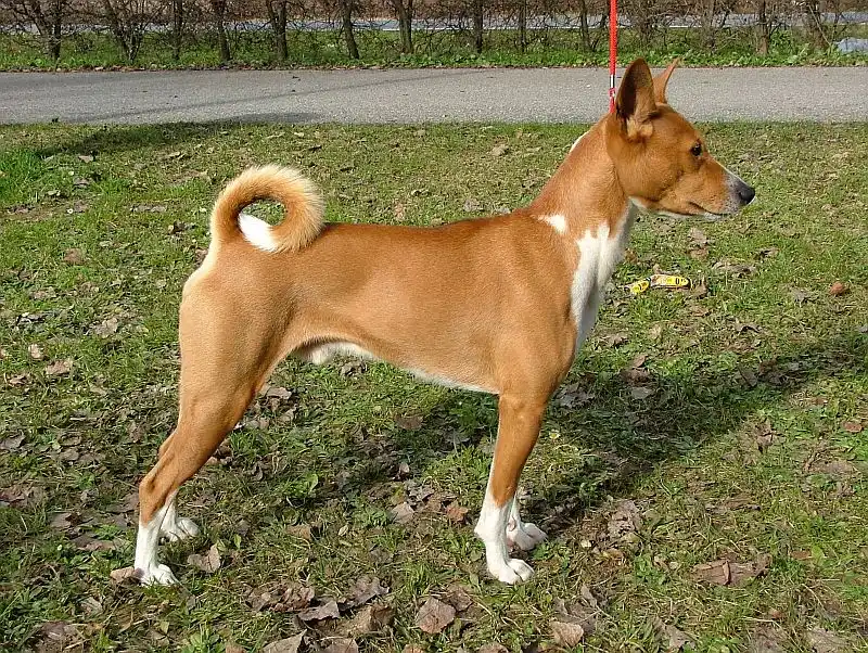 Basenji in a natural setting