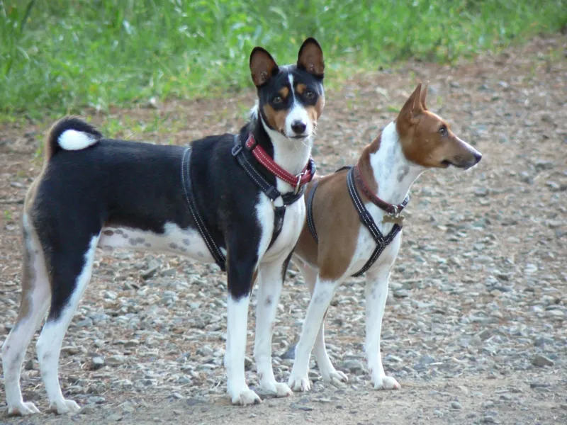 Basenji photo thumbnail 6