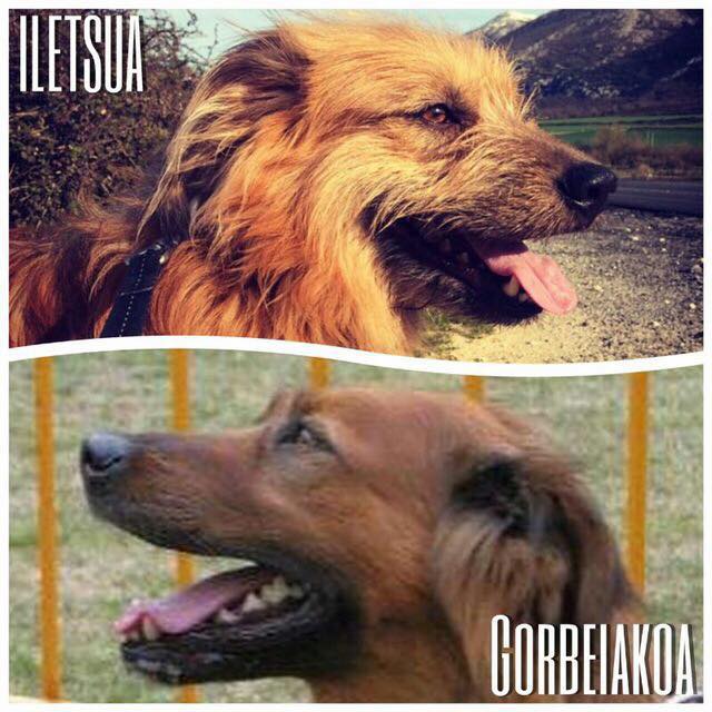 Basque Shepherd Dog, a 88% match to German Shepherd