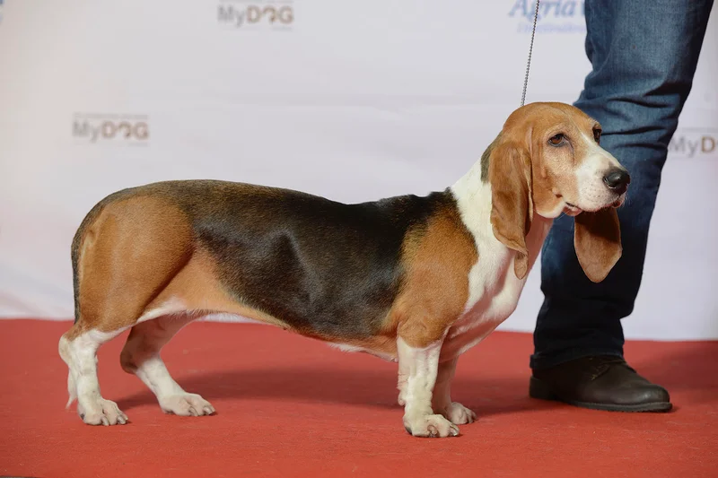 Basset Artesien Normand - The Basset Artesien Normand is a charming French breed known for its short legs, friendly nature, and keen hunting instincts. Ideal as a family pet!
