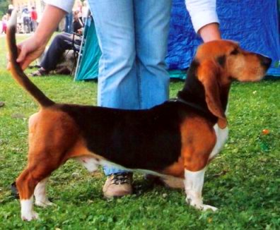 Basset Artesien Normand photo thumbnail 2