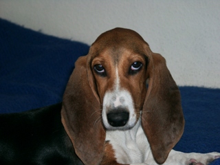 Basset Artesien Normand thumbnail 3