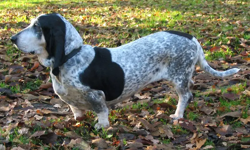 Basset Bleu de Gascogne, a 86% match to Greyhound