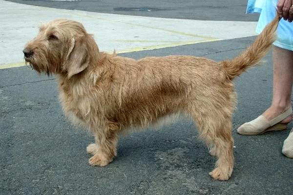 Basset Fauve de Bretagne - Dog breed similar to Harrier