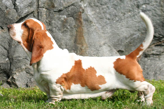 Basset Hound photo thumbnail 1