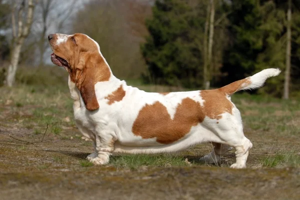 Basset Hound full body photo