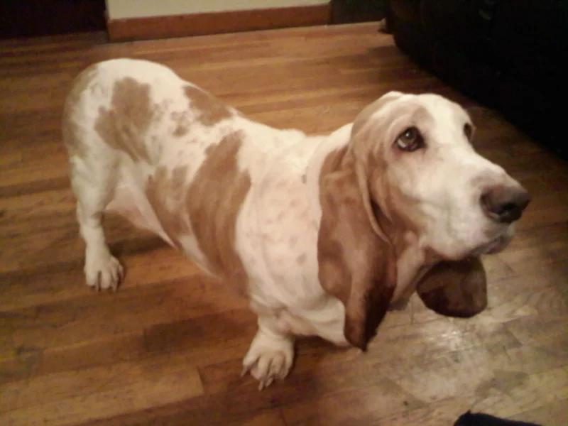 Basset Hound photo thumbnail 4