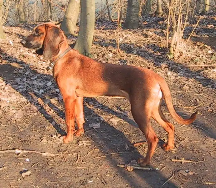 Bavarian Mountain Hound side profile view