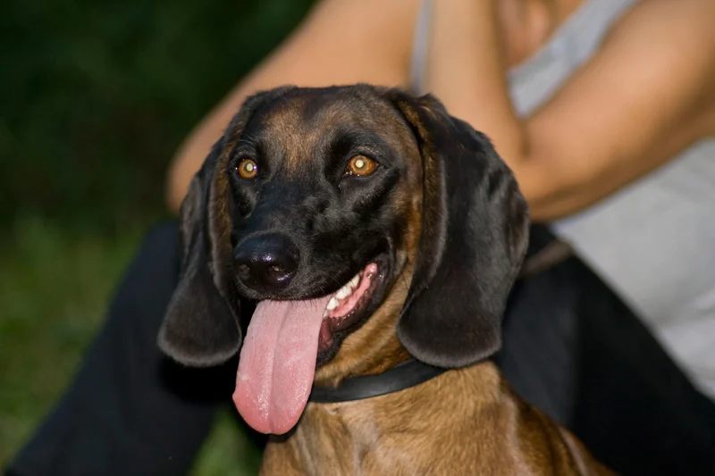 Bavarian Mountain Hound close-up photo