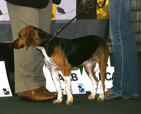 Beagle-Harrier thumbnail 3