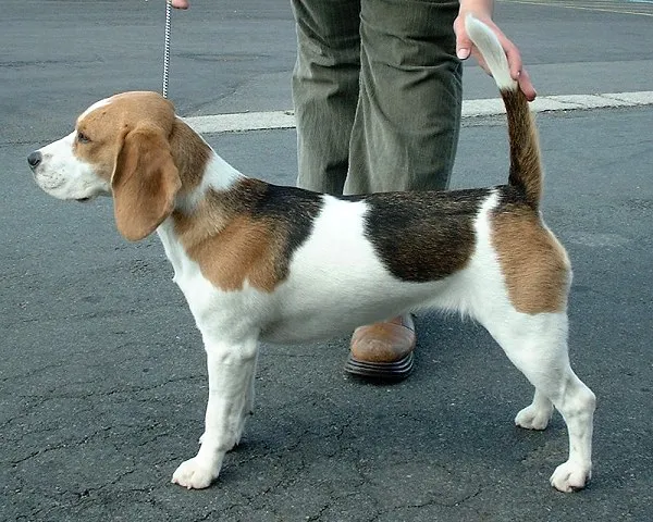 Beagle full body photo