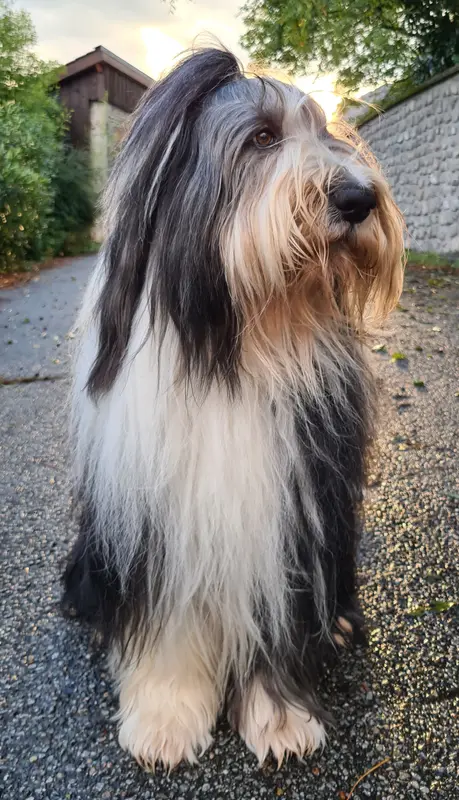 Bearded Collie full body photo