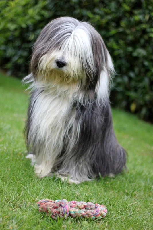 Bearded Collie - Image 3