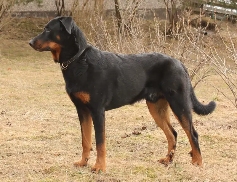 Beauceron photo thumbnail 2