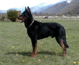 Beauceron - Image 4