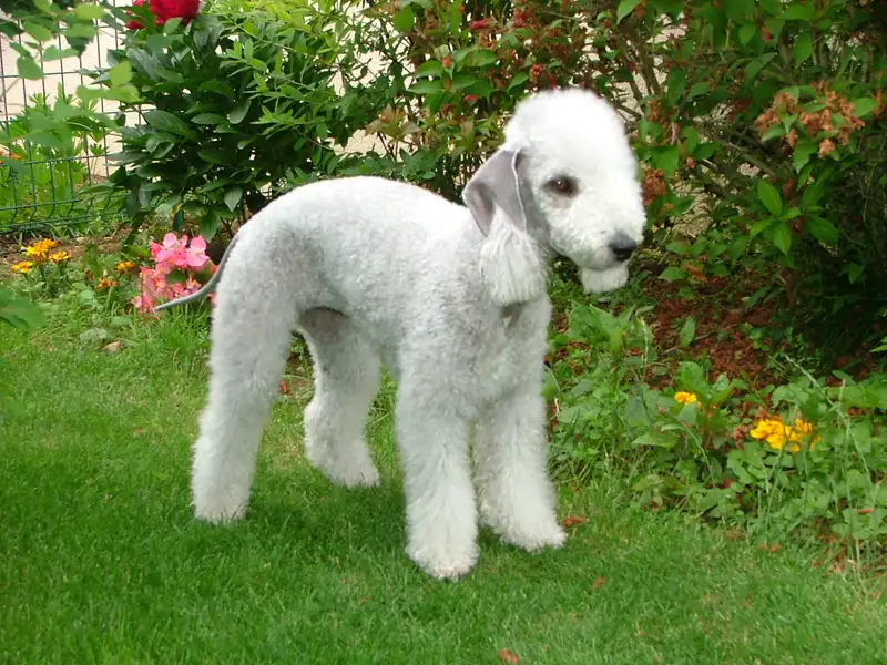 Bedlington Terrier photo thumbnail 1