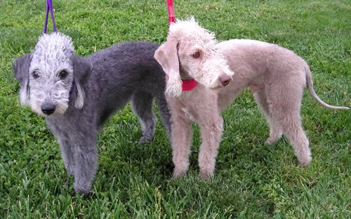 Bedlington Terrier full body photo