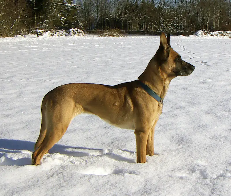 Belgian Shepherd, a 91% match to Old Welsh Grey Sheepdog