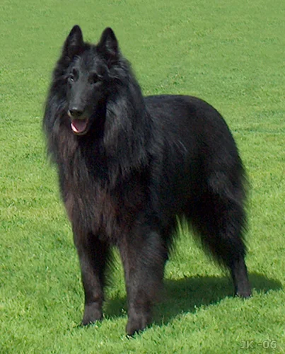 Belgian Shepherd thumbnail 4