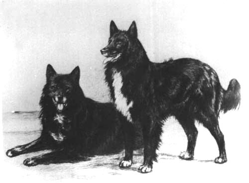 Belgian Shepherd close-up photo