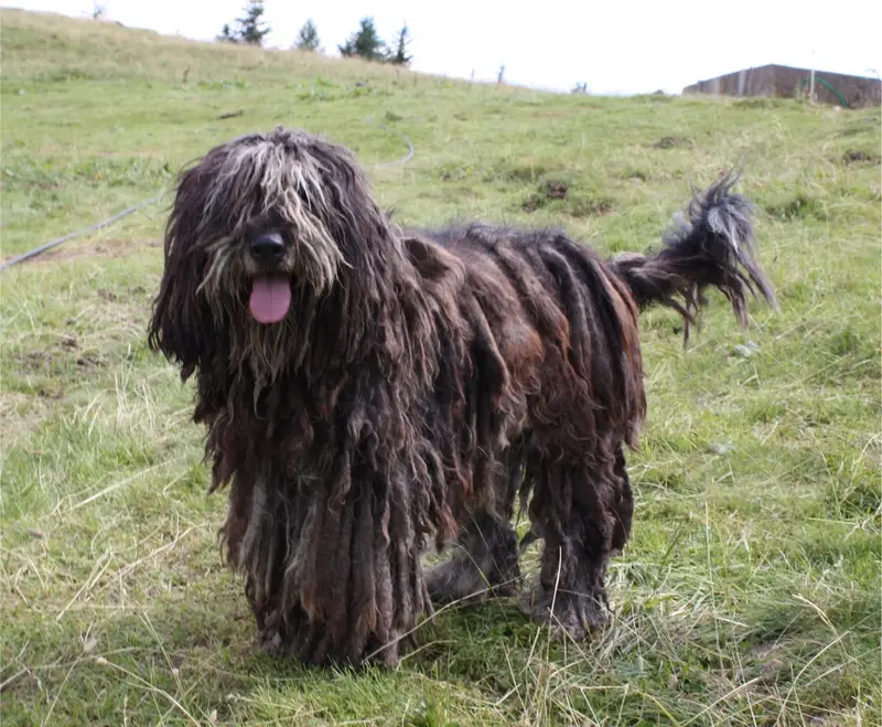 Bergamasco Shepherd - Dog breed similar to Belgian Mastiff