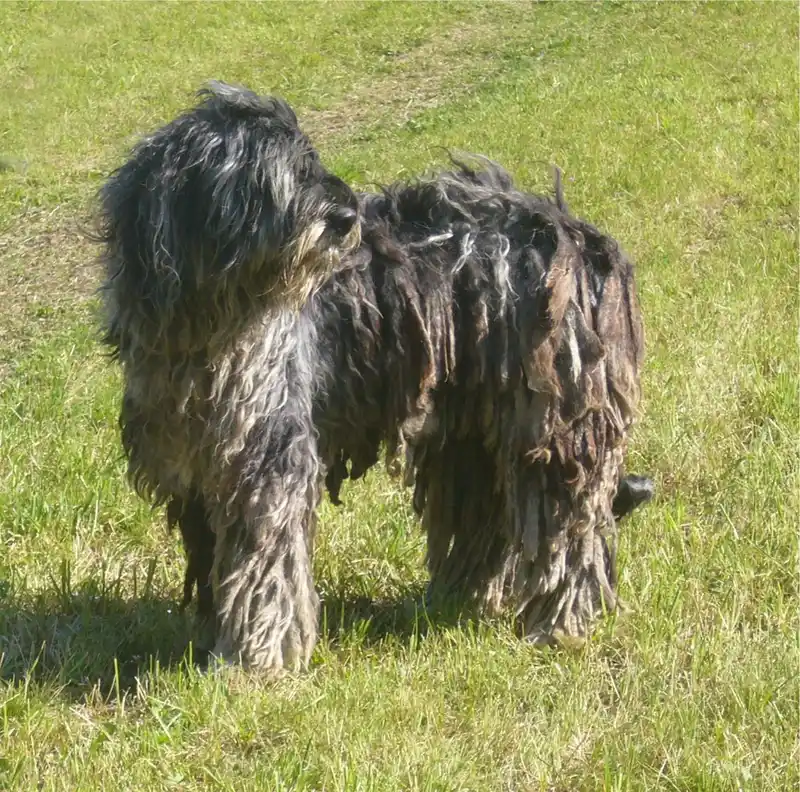Bergamasco Shepherd full body photo