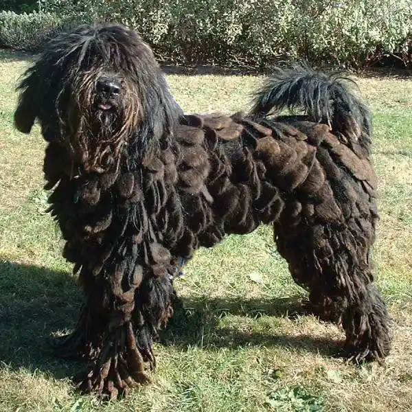 Bergamasco Shepherd close-up photo