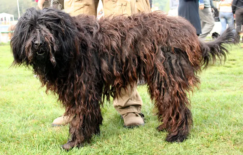 Bergamasco Shepherd - Herding breed known for being Calm and Intelligent