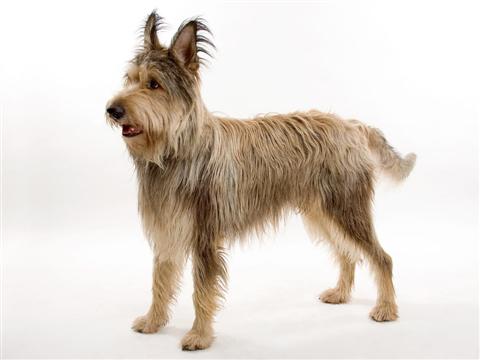 Berger Picard side profile view