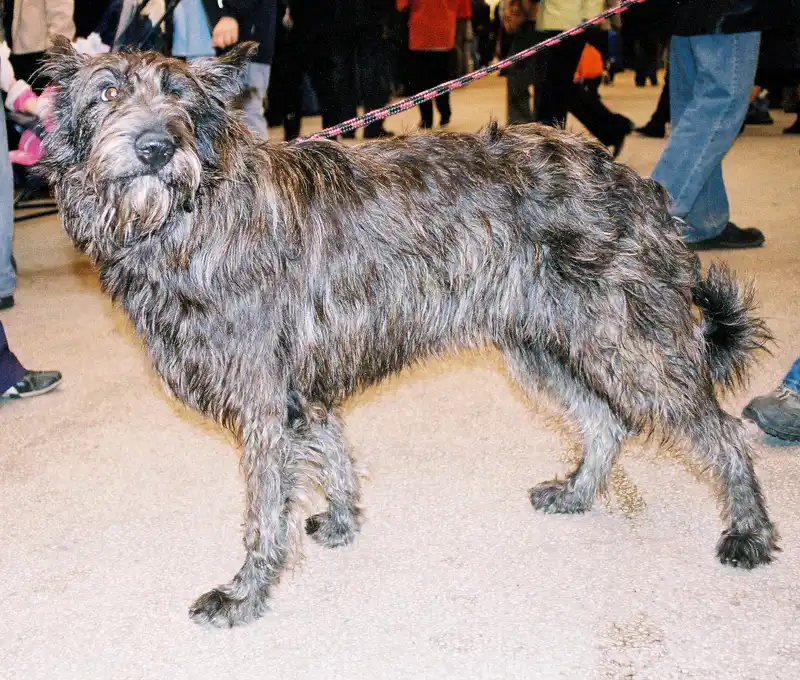 Berger Picard close-up photo